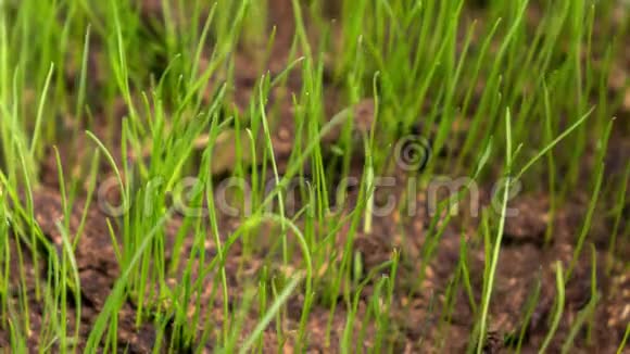 草从土壤中生长视频的预览图