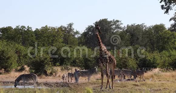 博茨瓦纳丛林中的斑马和长颈鹿非洲野生动物视频的预览图