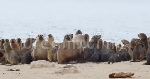 可爱的海豹坐在沙滩上休息海洋在后面视频的预览图