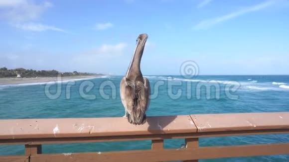 野生坐在码头的围栏从背面的海洋佛罗里达视频的预览图