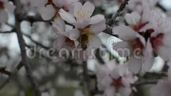 盛开的杏树枝条花白前景上有蜜蜂吃花粉视频的预览图