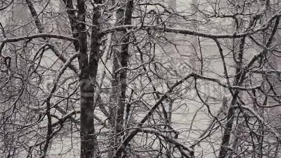 树枝背景下的大雪视频的预览图