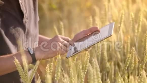 麦田农民用平板电脑从事农业技术工作的科学家视频的预览图