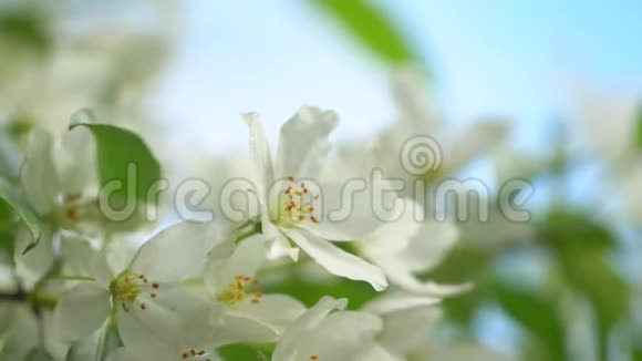 春天的苹果树花开得很晚很近鲜花盛开的果园树园艺视频的预览图