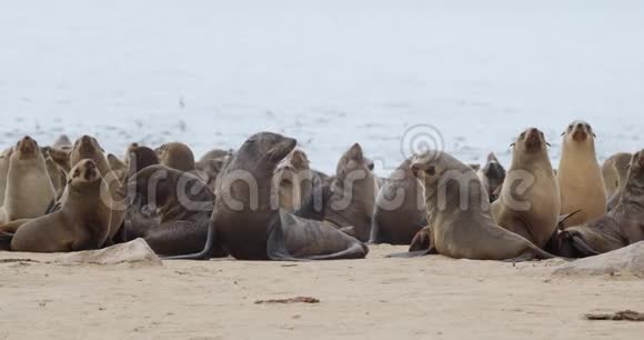 克罗斯角海滩上美丽的野生动物纳米比亚海豹突击队4k视频的预览图