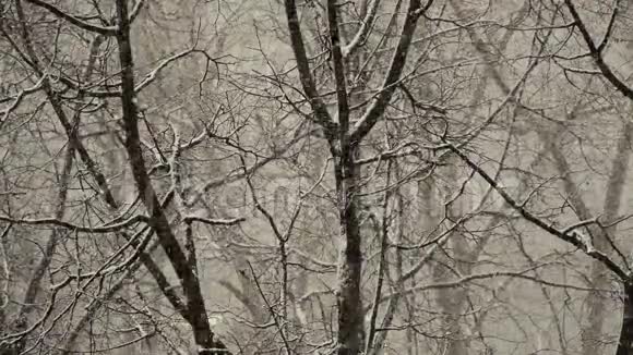 树枝背景下的大雪视频的预览图