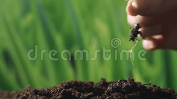 女人把生命的生物萌芽握在他的劳动之手里把植物放在农田里视频的预览图