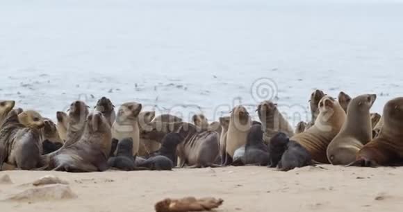 克罗斯角海岸线的全景有一个巨大的海豹群4k视频的预览图