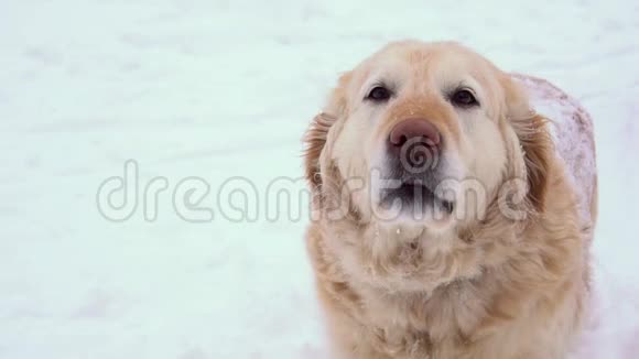 美丽的金毛猎犬坐在雪地上视频的预览图