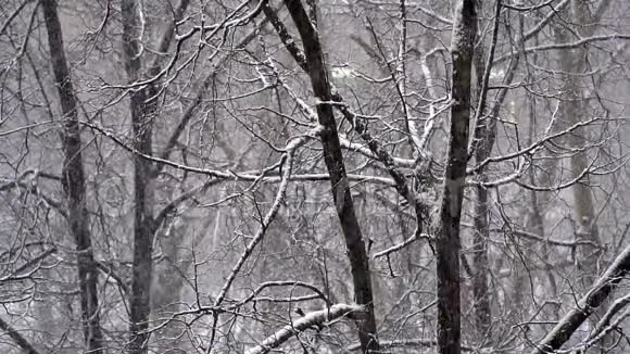 在树枝的背景下降下大雪行动缓慢视频的预览图