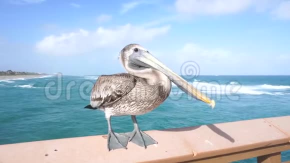 野生坐在海边码头的栅栏上佛罗里达视频的预览图