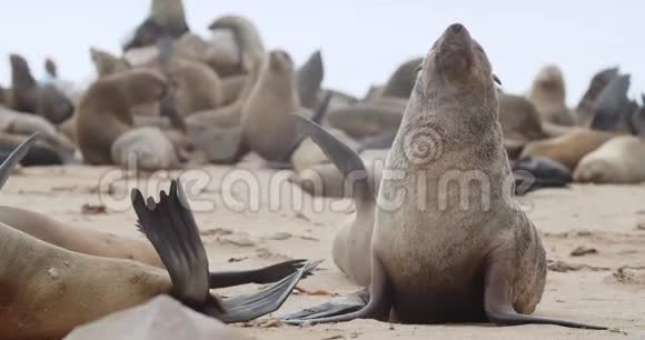 大海豹在海滩上行走周围是其他海豹巨大的殖民地4K视频的预览图