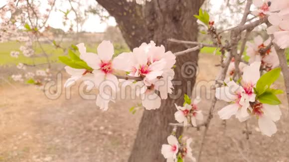 盛开的杏树枝条花白前景上有蜜蜂吃花粉视频的预览图