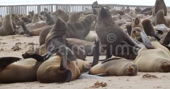 纳米比亚克罗斯角的大型海豹群休息动物大自然4k视频的预览图