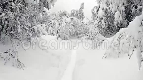 穿过覆盖着雪的树枝飞行视频的预览图