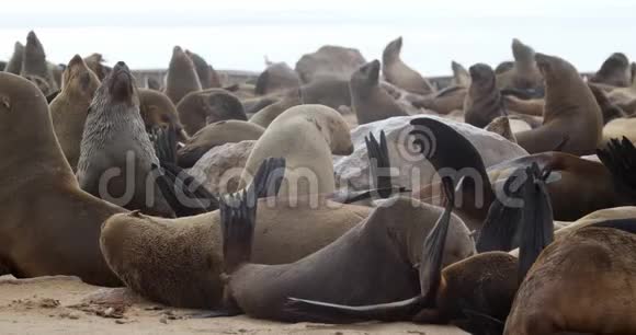 纳米比亚克罗斯角海岸巨大的海豹群很多海豹都在休息4k视频的预览图