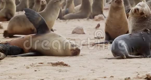 大的野生海豹正在海滩上休息睡觉在纳米比亚的克罗斯角的殖民地视频的预览图