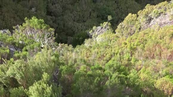 粗糙的自然和高地倾斜射击拉巴卡尔和保罗杜塞拉山区马德拉视频的预览图