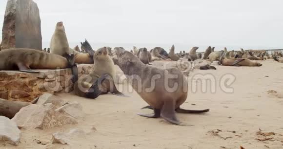 美丽的野生动物许多海豹在海滩上休息四处走动4K视频的预览图