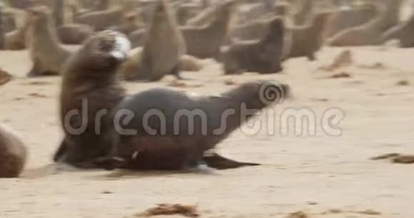 小可爱的海豹宝宝正在海滩上奔跑海豹的大群4k视频的预览图