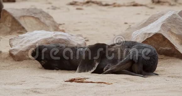 小可爱的小海豹躺在靠近岩石的海滩上抓着它的肚子视频的预览图