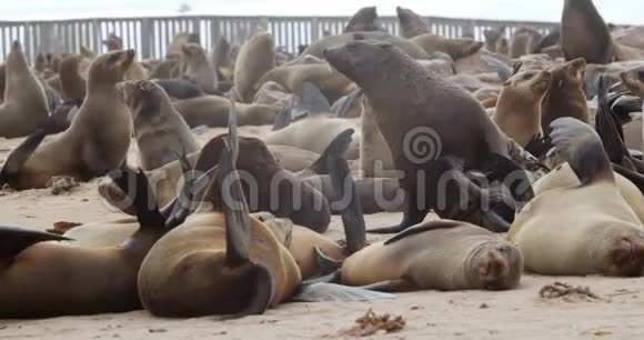 海角十字海豹群海滩上许多野生海豹在休息4k视频的预览图