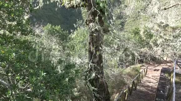 在马德拉的拉巴卡尔和保罗杜塞拉山区粗糙的自然和高地上有一棵辫子树倾斜视频的预览图