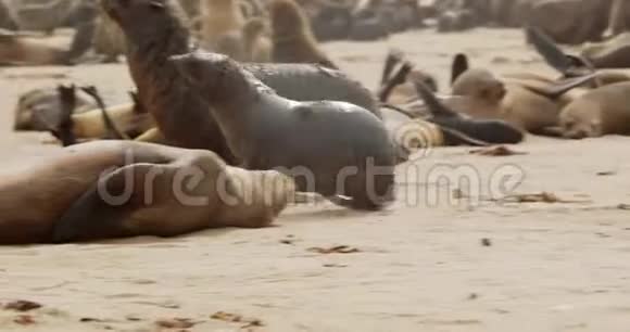 婴儿海豹正在向它的母亲奔去大海豹殖民地纳米比亚克罗斯角4k视频的预览图