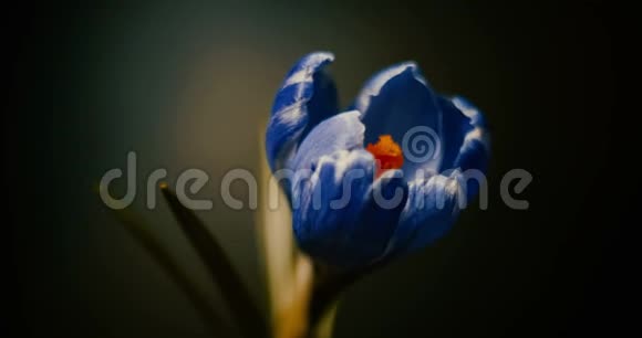 鳄鱼开花蓝紫花开花开放春天的时间流逝在黑色黑色的背景上视频的预览图
