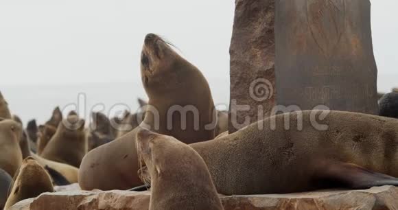 野生动物在纳米比亚的克罗斯角海豹正在海滩上休息4k视频的预览图