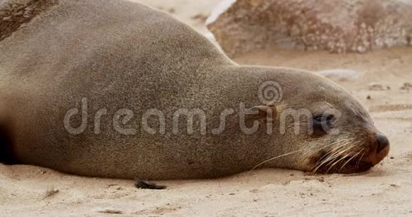 关闭一个大的成人海豹躺在沙滩上休息科罗斯角纳米比亚4k视频的预览图