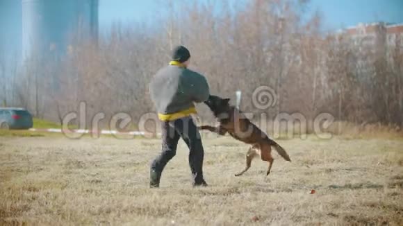 一个训练他的德国牧羊犬的人狗咬紧牙关在一件保护夹克上驯犬师围着它转视频的预览图