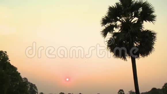 棕榈雾湖和橙色的太阳视频的预览图