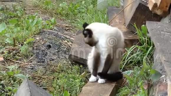瘦猫自己洗视频的预览图