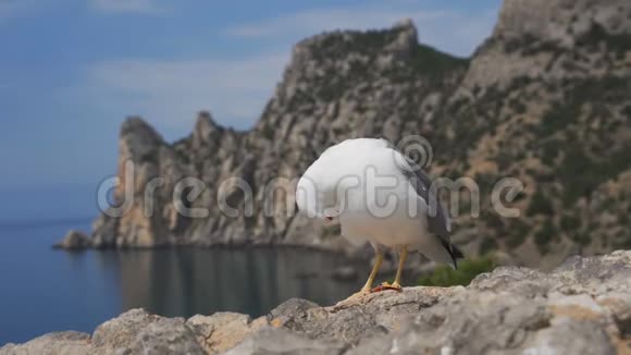 海鸥在石头上清理羽毛看看相机视频的预览图