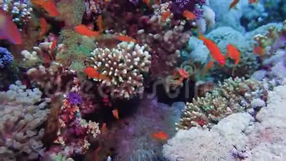 净火珊瑚米列波拉二色藻阳光照耀在水面附近的彩色珊瑚上埃及红海视频的预览图