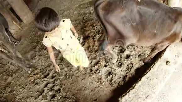 小印度男孩光着脚在奶牛旁边乱倒来到神圣恒河的脏水洗他的拖鞋木制的视频的预览图