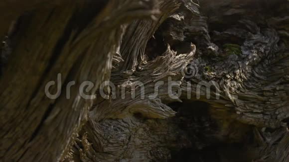 飘木的边缘干燥树皮和谷物视频的预览图