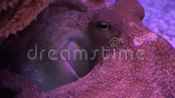 红色章鱼呼吸视频的预览图