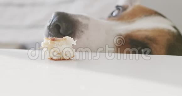 慢镜头可爱的狗偷食物视频的预览图