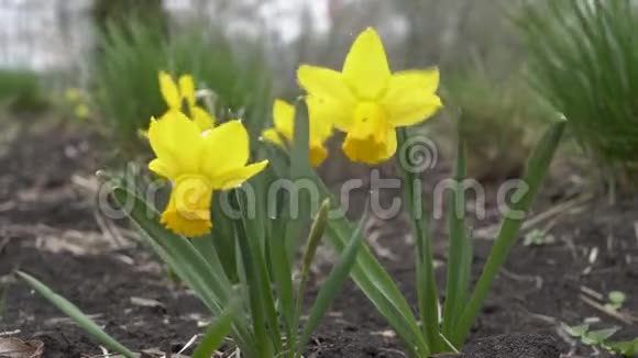 第一朵春花黄色盛开的水仙花在阴郁的日子里在城市花坛上随风摆动概念视频的预览图