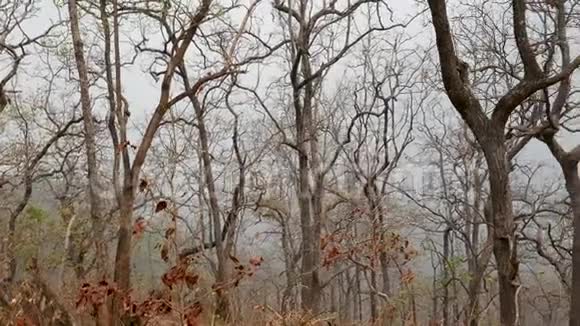 夏天在泰国北部烟雾弥漫的山上看到干燥的树木视频的预览图