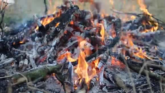 森林里野餐的篝火视频的预览图