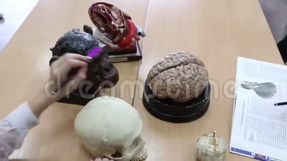 学生在生物和解剖学课程的模型上研究和比较人类和APE大脑的结构视频的预览图