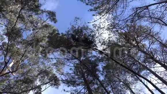 马德拉市保罗杜塞拉山区附近的松树和桉树森林头顶旋转射击视频的预览图