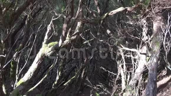 在RabacalPauldoSerra山马德拉黑泽树埃丽卡树树木树木近距离放大粗糙的自然和高地视频的预览图