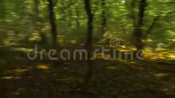 在森林里快速旋转视频的预览图