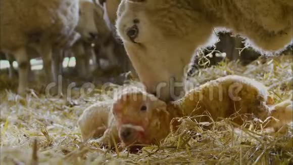 英国农场母羊采摘新生儿双胞胎羔羊视频的预览图