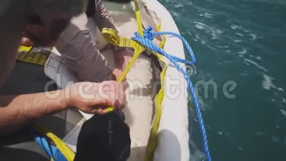 渔人用渔船在海上割鲨视频的预览图