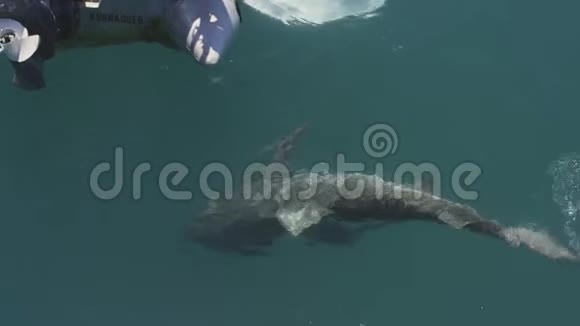 中国海洋景观近船虎鲨游泳视频的预览图